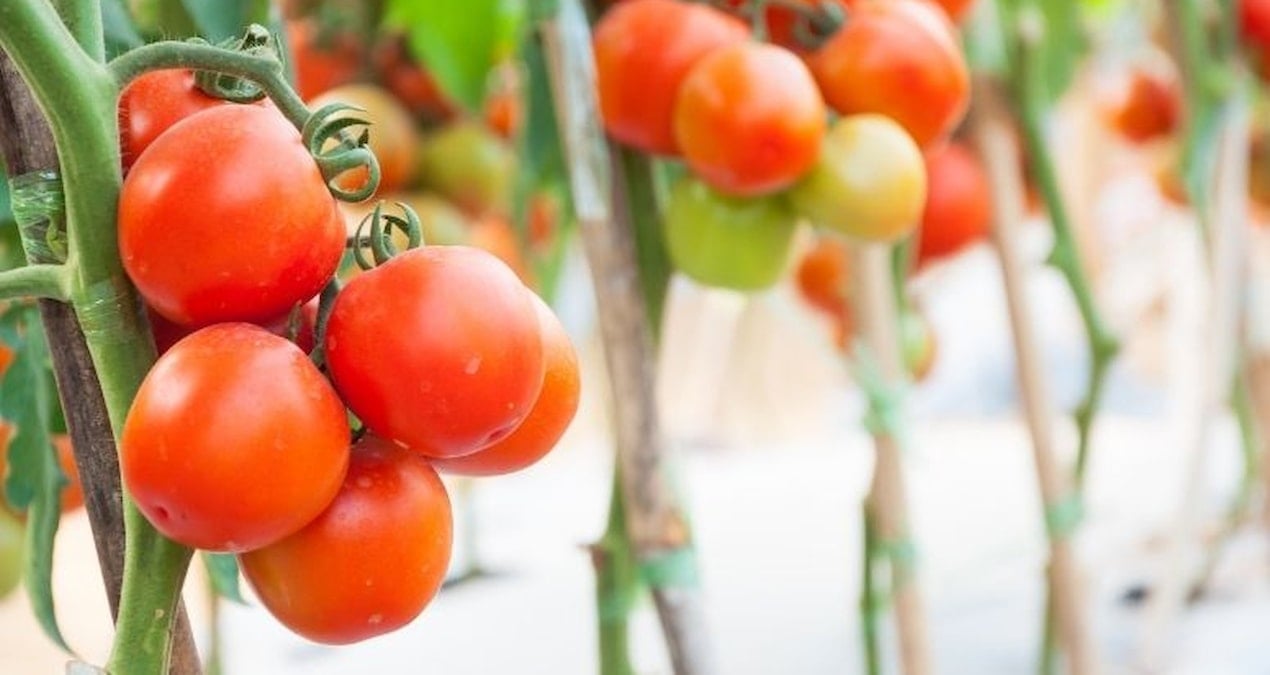 Dondurucu soğuk işlemiyor! Salkım salkım domatesler, jeotermal seralarda üretiliyor