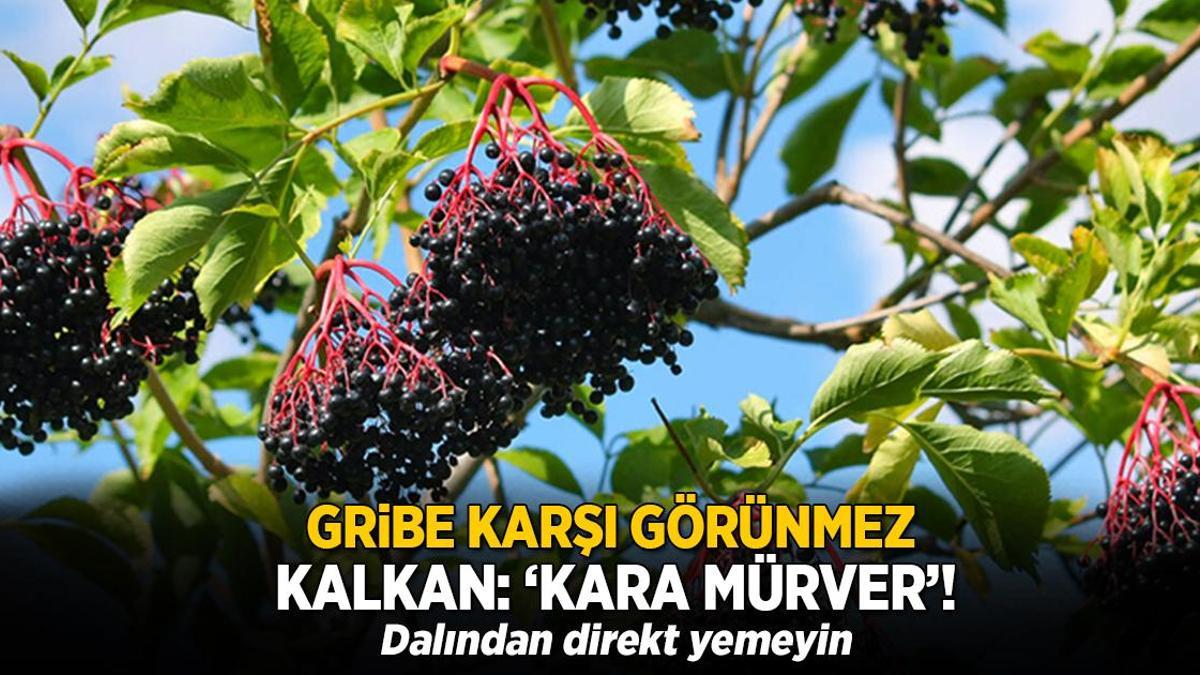 Gribe karşı görünmez kalkan: Kara mürver! Dalından direkt yemeyin