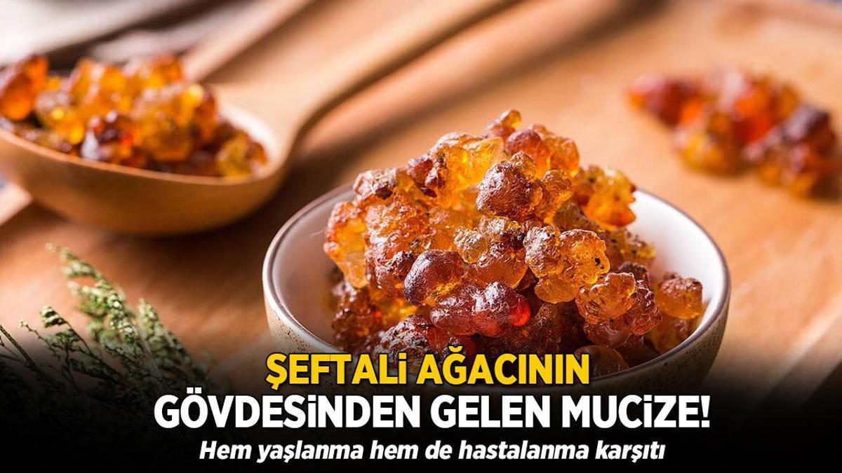 Şeftali ağacının gövdesinden sızan mucize sakız! Hem yaşlanma hem de hastalanma karşıtı